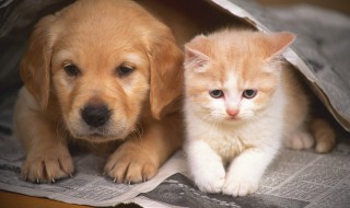 小狗和小猫能一起养吗 小狗和小猫一起养要注意些什么