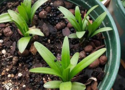 盆栽百合一年开几次花 多长时间开一次花