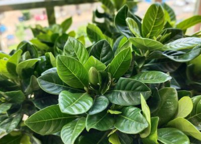 栀子花黄叶咋处理 栀子花出现黄叶以后如何处理