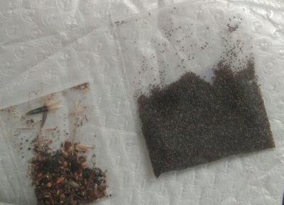 虞美人种子播种时间 虞美人种子什么时候播种最好