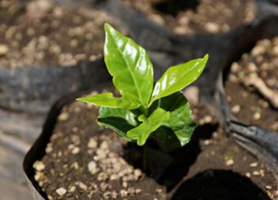 咖啡果发芽环境 咖啡果怎么发芽快