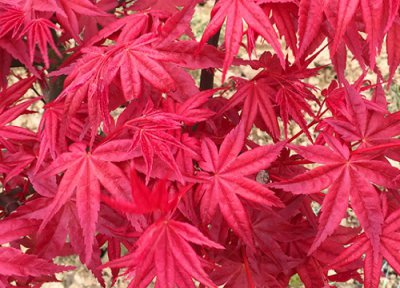 枫树扦插时间 枫树扦插生根最快方法