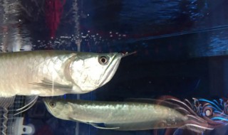 龙鱼须断了还能长么 龙鱼须断了还可以长么