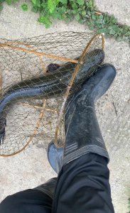 花篮捕鱼的最佳时间季节 用花篮捕鱼的好处有哪些