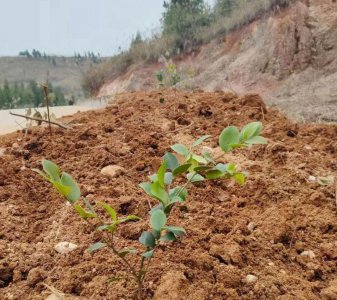 油茶树种植技术介绍 油茶树成活率的种植栽培管理技术大全