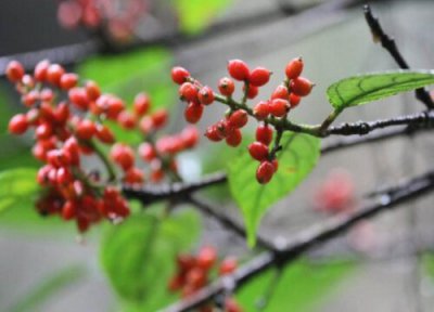 红豆生长周期 红豆的生长周期是多长时间