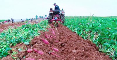 红薯要怎么种才能种得好 种红薯高产又好吃都简单方法