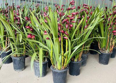 栽种兰花用什么植料好 兰花用什么土培植最好