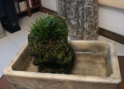 金钱菖蒲的养殖方法 金钱菖蒲的养殖方法和注意事项