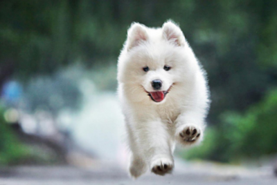 十大狗狗颜值大排名 世界十大最漂亮的狗品种排名榜