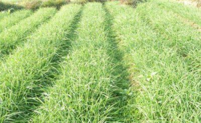 种植蒜苗施什么肥料最好 用什么底肥长苗快又不伤苗