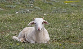 招财羊摆放禁忌 招财羊怎么摆放