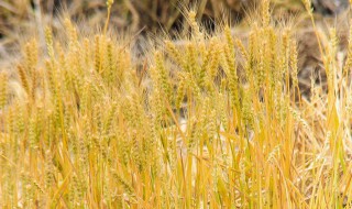 富含淀粉食物有哪些 什么食物富含淀粉