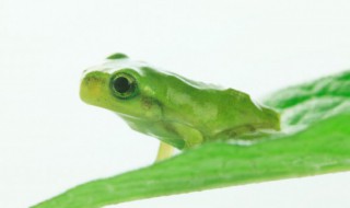 青蛙被称为什么 青蛙的别名介绍