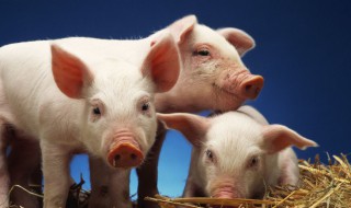 猪头发怎么养才能更旺盛 猪头发如何养才能旺盛