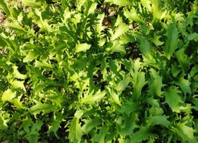 苦菊和苦苣一样吗 长什么样子 图片