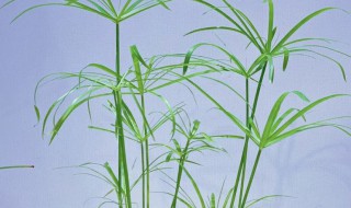 水竹可以放卧室吗 水竹能不能放卧室养