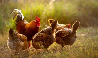 公鸡打鸣的原因是什么 公鸡为什么打鸣