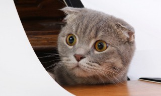 怎么挑猫粮 猫粮如何选