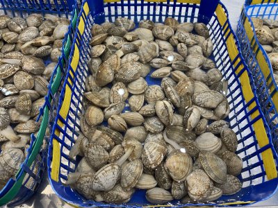 花蛤吐沙最快的方法 花蛤吐沙快又彻底真实用妙招