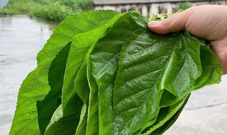 怎么保存新鲜的桑叶 新鲜桑叶的保存方法分享