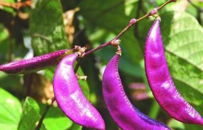 扁豆怎样种植产量高 扁豆的种植时间和管理方法