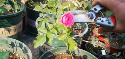 月季不开花的枝都要剪吗 月季到冬天能把枝条都剪掉吗