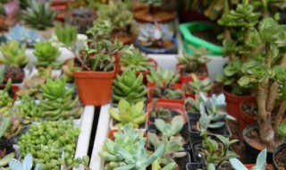 酒店床头放什么植物好 酒店床头放哪种植物好