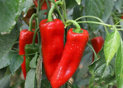 辣椒高产施肥的正确方法 辣样施肥有哪些规律和技巧