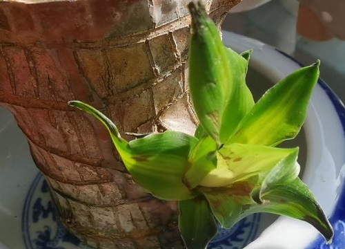 巴西木要晒太阳吗