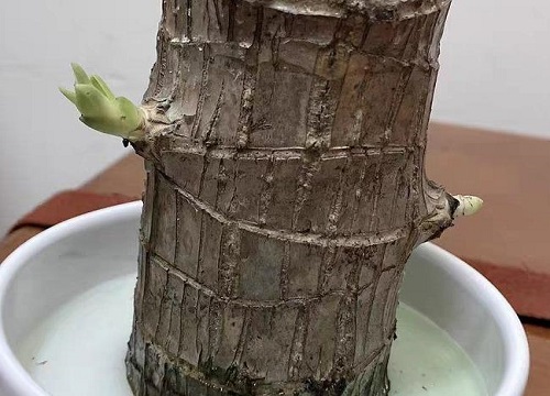 巴西木要晒太阳吗