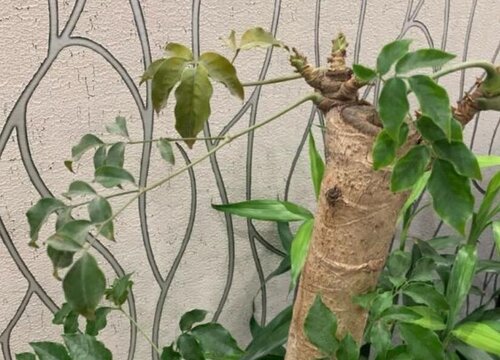 幸福树叶子发黄脱落怎样挽救