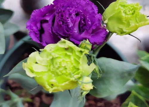 洋桔梗什么时候开花