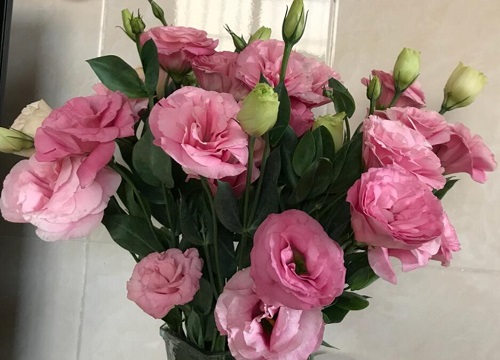 洋桔梗什么时候开花