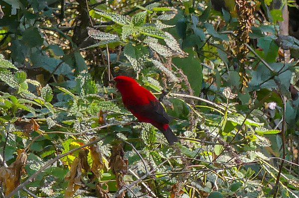 红色的鸟有哪些品种图片
