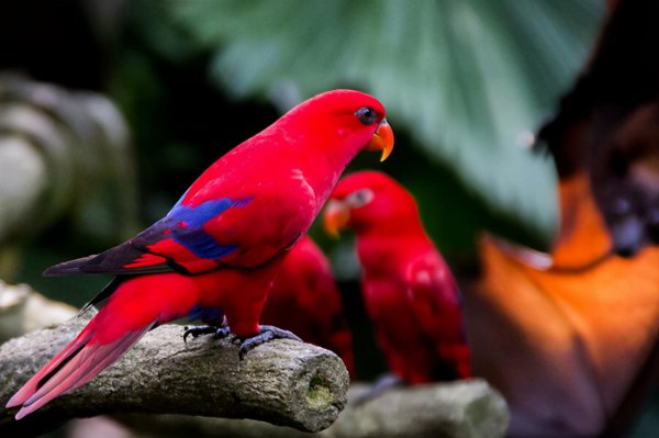 红色的鸟有哪些品种图片