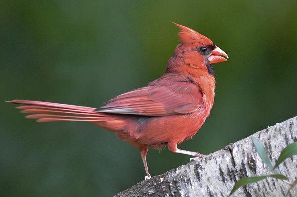 红色的鸟有哪些品种图片