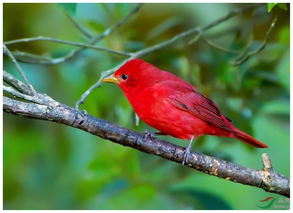 红色的鸟有哪些品种图片