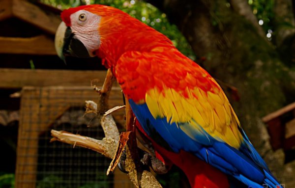 红色的鸟有哪些品种图片