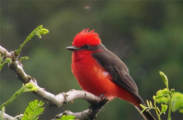 红色的鸟有哪些品种图片