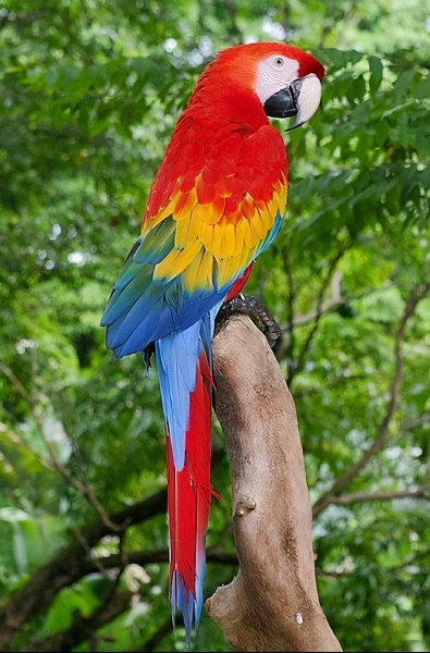 红色的鸟有哪些品种图片