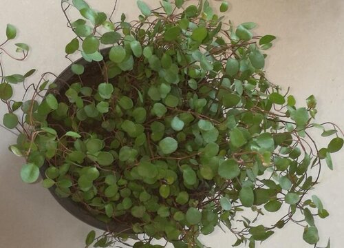 吊兰怎么养护养成老桩更美观