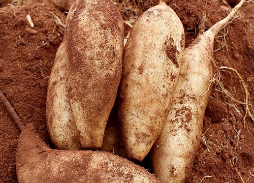 雪莲果什么季节成熟