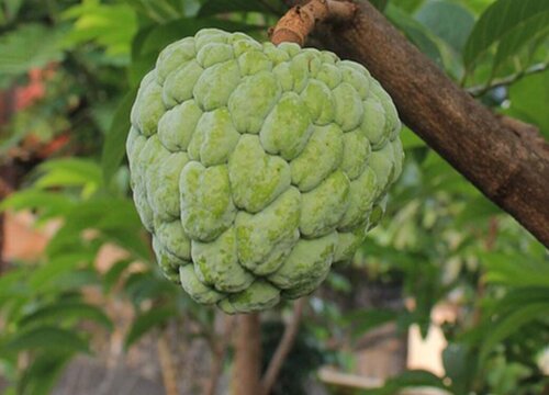 台湾水果有哪些