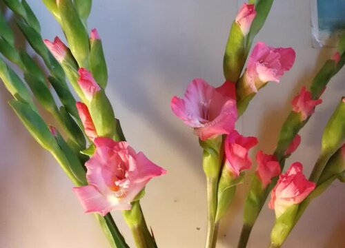 家里养剑兰吉利吗