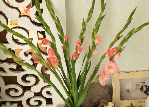 家里养剑兰吉利吗