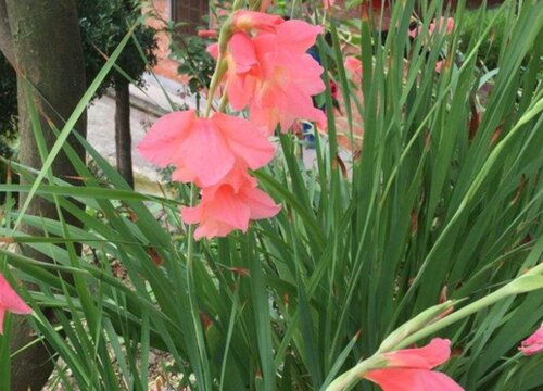 家里养剑兰吉利吗