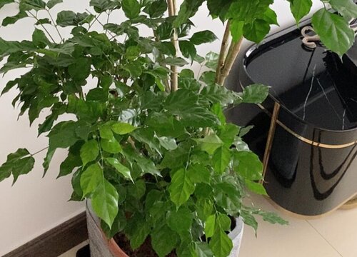 幸福树这样养护长势旺