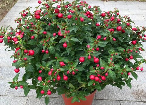 海棠什么时候开花