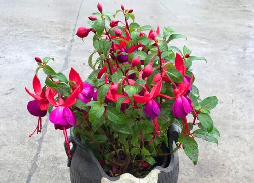 海棠什么时候开花